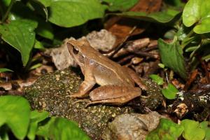 武夷山國家公園發(fā)現(xiàn)兩棲動物、大型真菌新物種